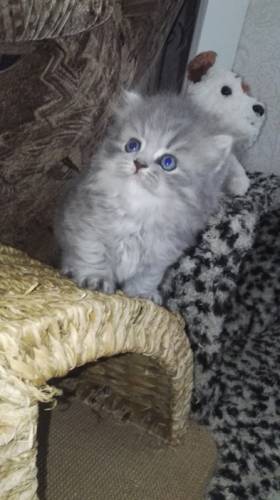 Продам шотландских вислоухих котят