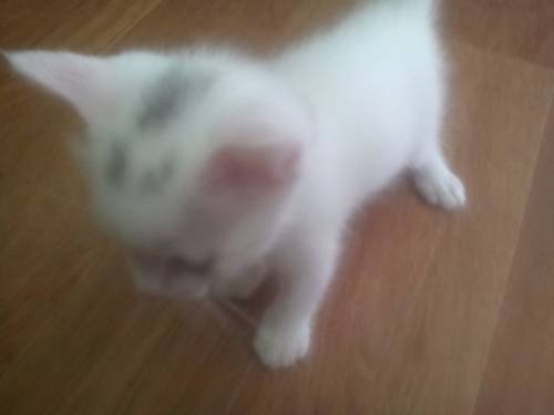 Отдам котёнка в хорошие руки