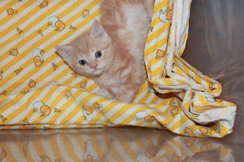 Британские  котята.