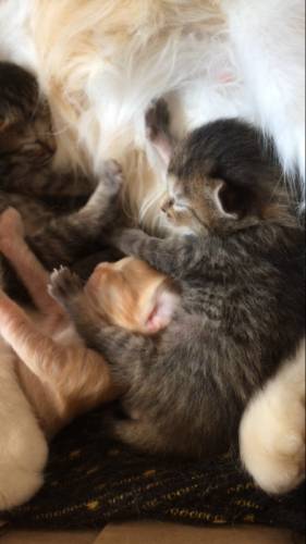 Отдам милых котят 