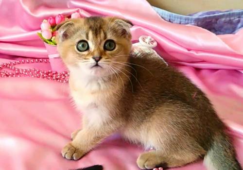 Элитные породистые  котята