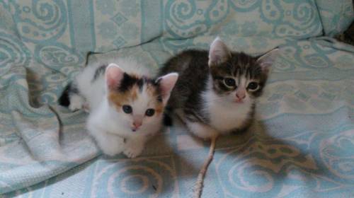 Отдадим котят в хорошие руки