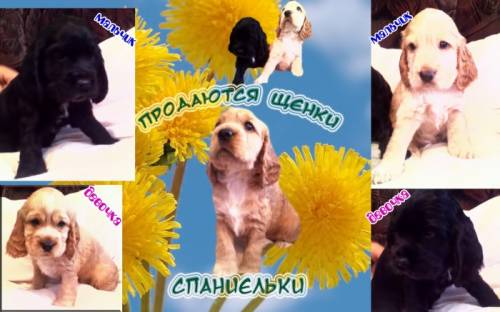 продам щенков английского спаниеля