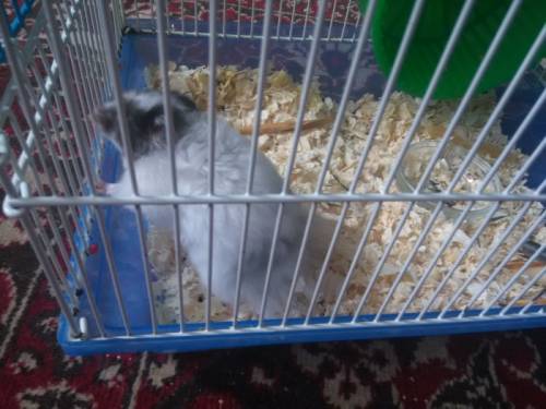 Сирийский хомячок с клеткой
