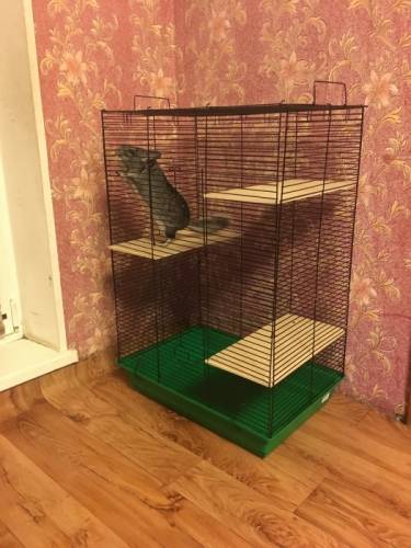 Продам шиншиллу с клеткой