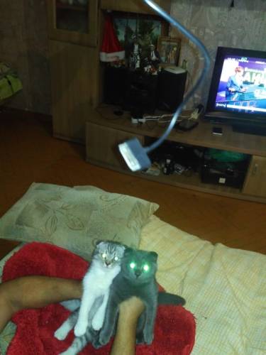 Продам шотландских котят