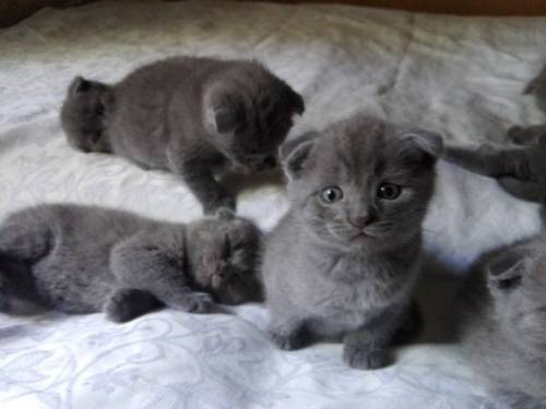 котята шотландской вислоухой