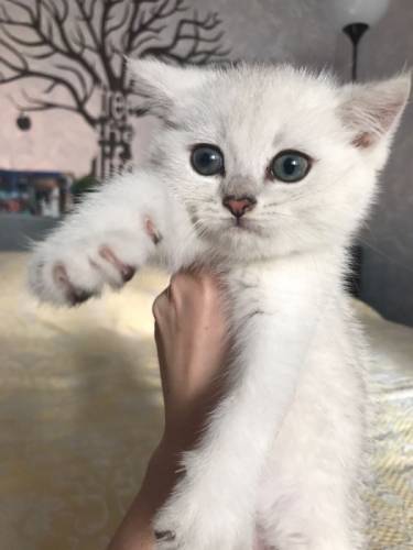 Продаются котята Британской серебристой шиншиллы 