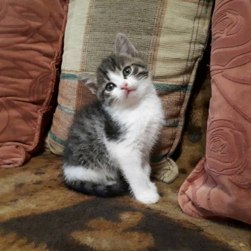 Отдам симпатичных котят в добрые руки!!!