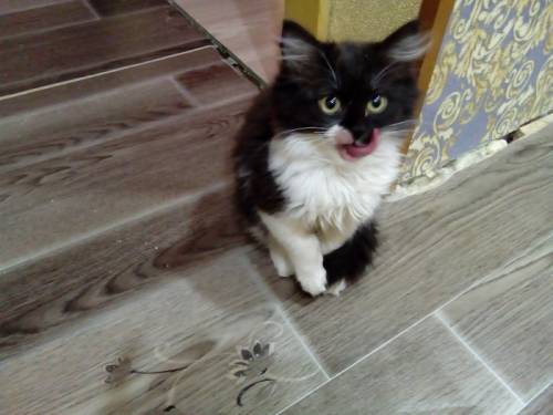 отдам только ответственным 