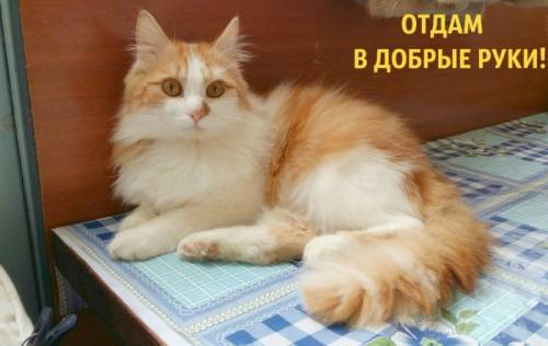 Отдам молодых солнечных красивых котиков