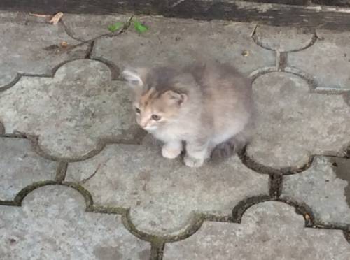Котята мышеловы в добрые руки