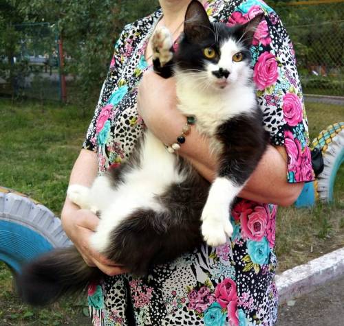 Отдам шикарного молодого кота