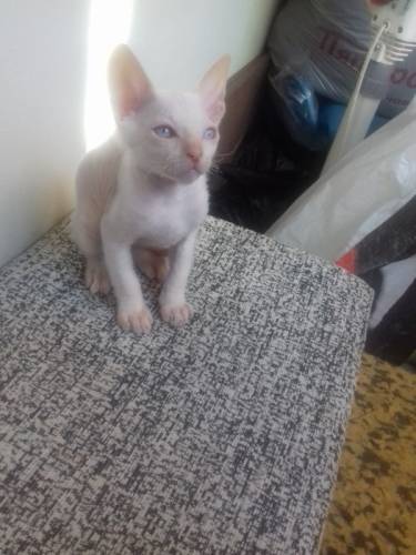 Котенок сфинкса. Браш.