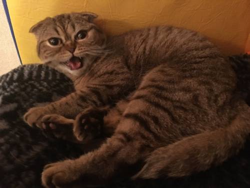 Отдам в добрые руки кошку, шотландская вислоухая