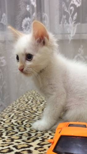 Отдам белого котёнка 