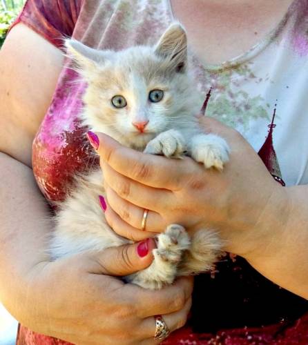 Отдам котенка мальчика 4 мес