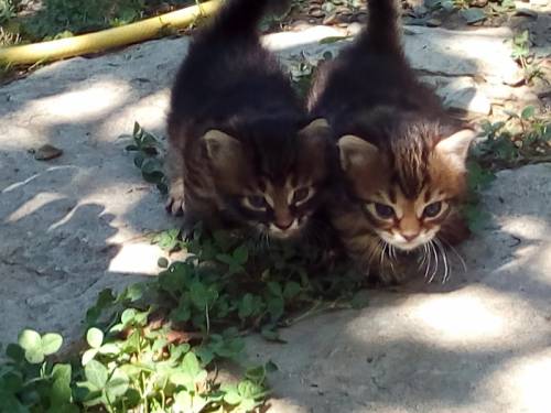 Котята в добрые руки (Сочи)