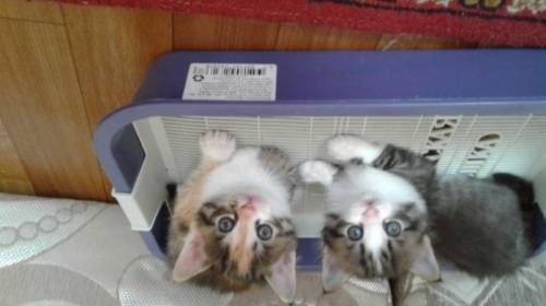 Отдам месячных котят