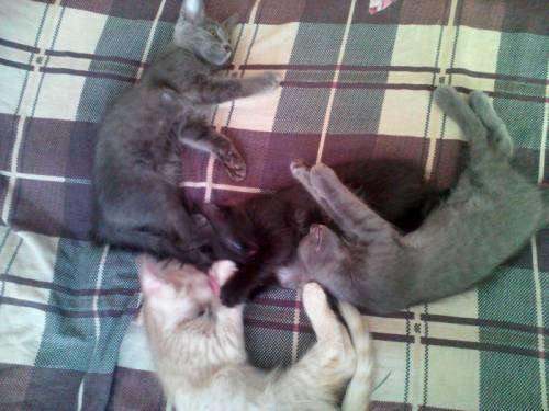Котята в добрые руки (Красноармейский район)
