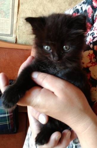  Котенок девочка 1 мес. 12.07. (лоток знает)