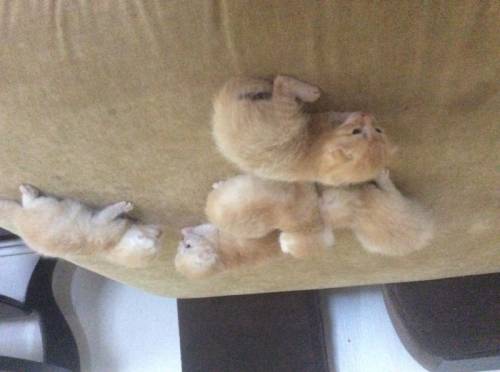 Котята в хорошие руки