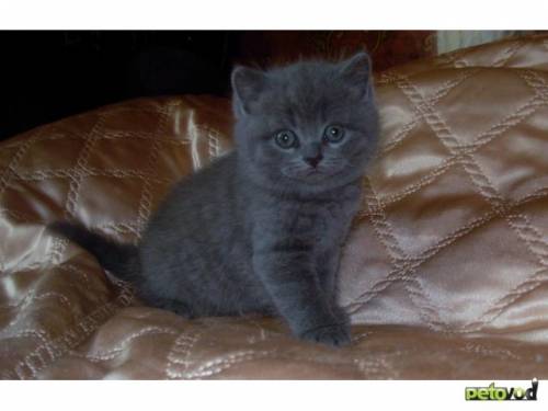 Продам британских котят