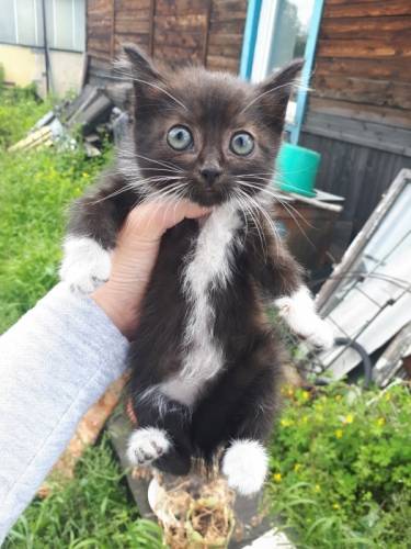 Отдам котенка в хорошие руки)