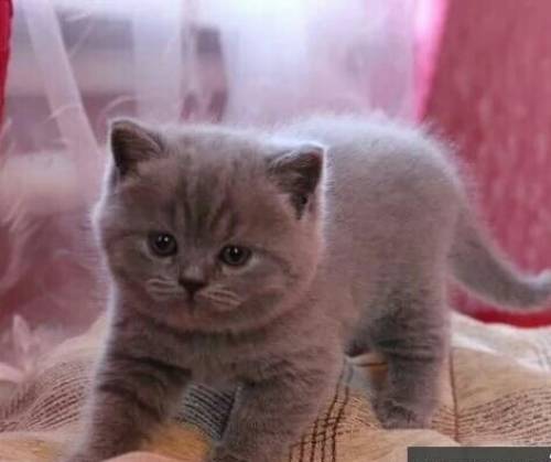 Продам шотландских котят