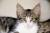 Котомальчишка. 4 месяца