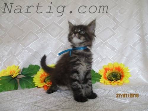 Продажа котят 