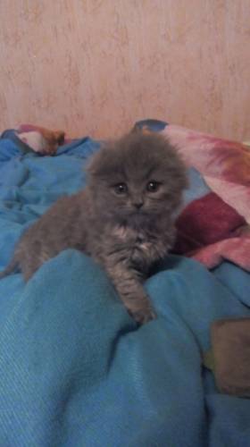 Котята британские страйт и вислоухие