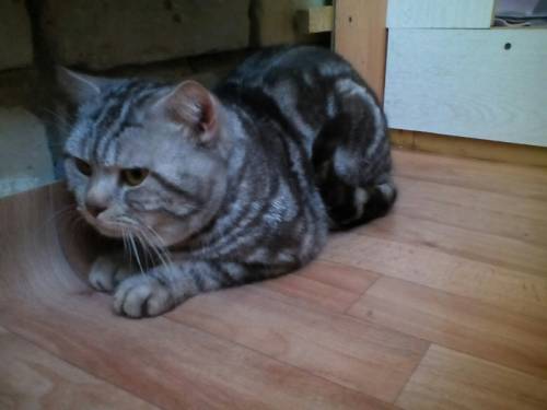 кот британский на вязку-1500    котята от 2000