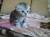 кот британский на вязку-1500    котята от 2000