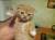 кот британский на вязку-1500    котята от 2000