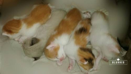 Котята от домашней кошки