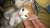 Котята от домашней кошки