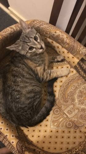 Отдам котёнка в добрые руки