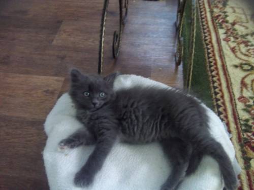 Котята от шотландской кошки