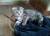 Котята от шотландской кошки