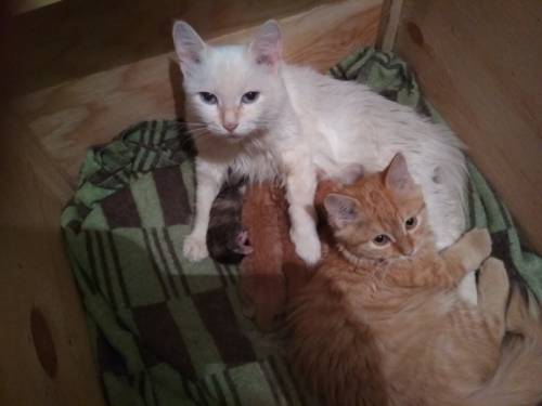 Котята 1.5 месяц. 
