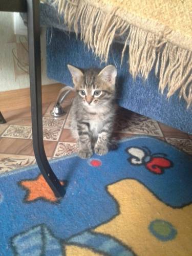 Отдам в добрые заботливые руки трех очаровательных котят