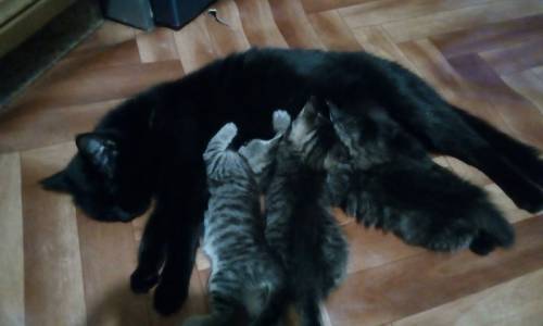 Отдам в добрые руки