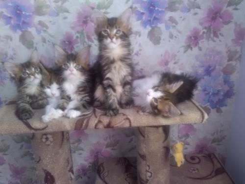 Котята Мейн - кун