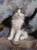 Котята Мейн - кун