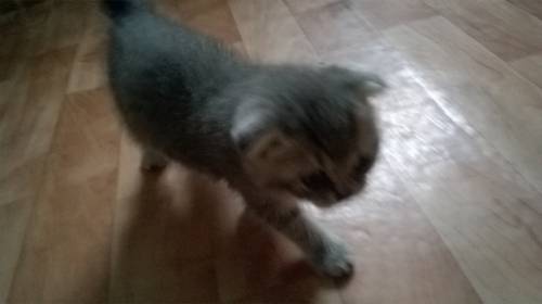 продаю шотландских котят
