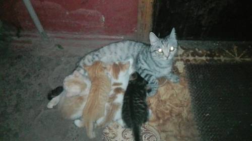 Помогите люди добрые 