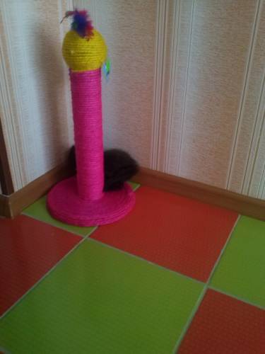 Розовая когтиточкая для котенка