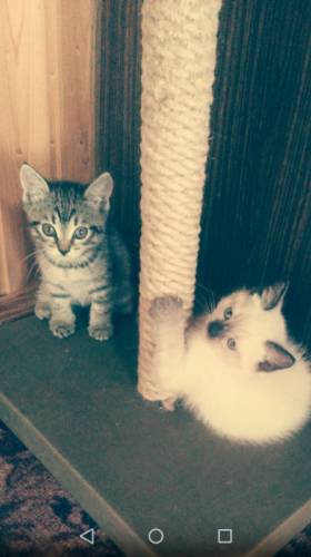 Котята в добрые руки.
