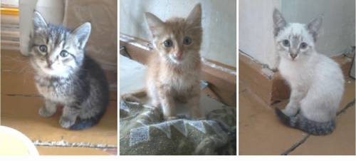 Вам нужен чудо-котёнок?! Выберите!